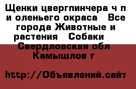Щенки цвергпинчера ч/п и оленьего окраса - Все города Животные и растения » Собаки   . Свердловская обл.,Камышлов г.